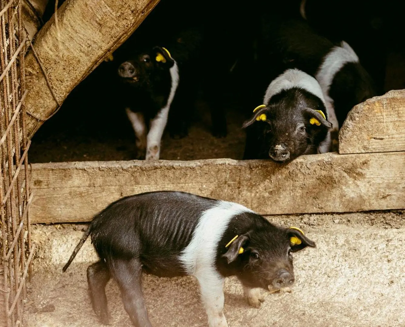 Alloggio per agriturismo Agriturismo San Gregorio Chiusi Italia