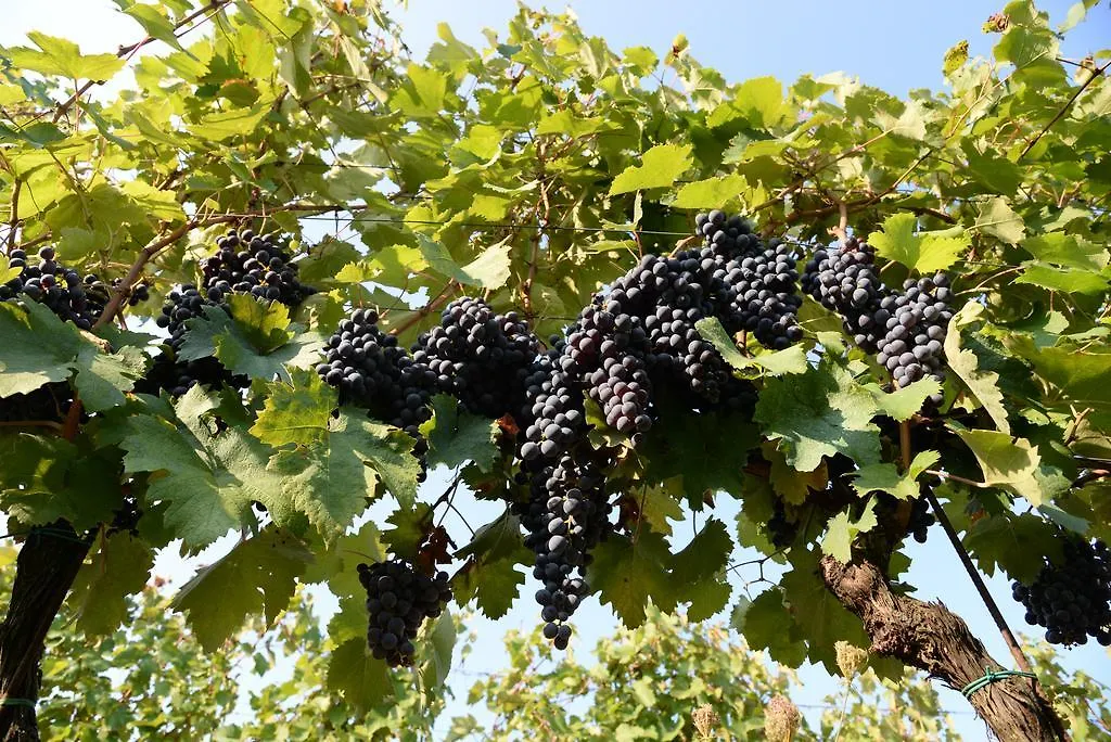 Alloggio per agriturismo Agriturismo San Gregorio Chiusi
