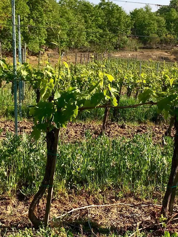 Alloggio per agriturismo Agriturismo San Gregorio Chiusi
